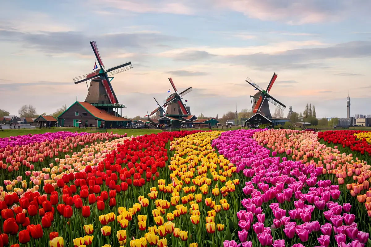 Windmills and tulip fields in the Netherlands