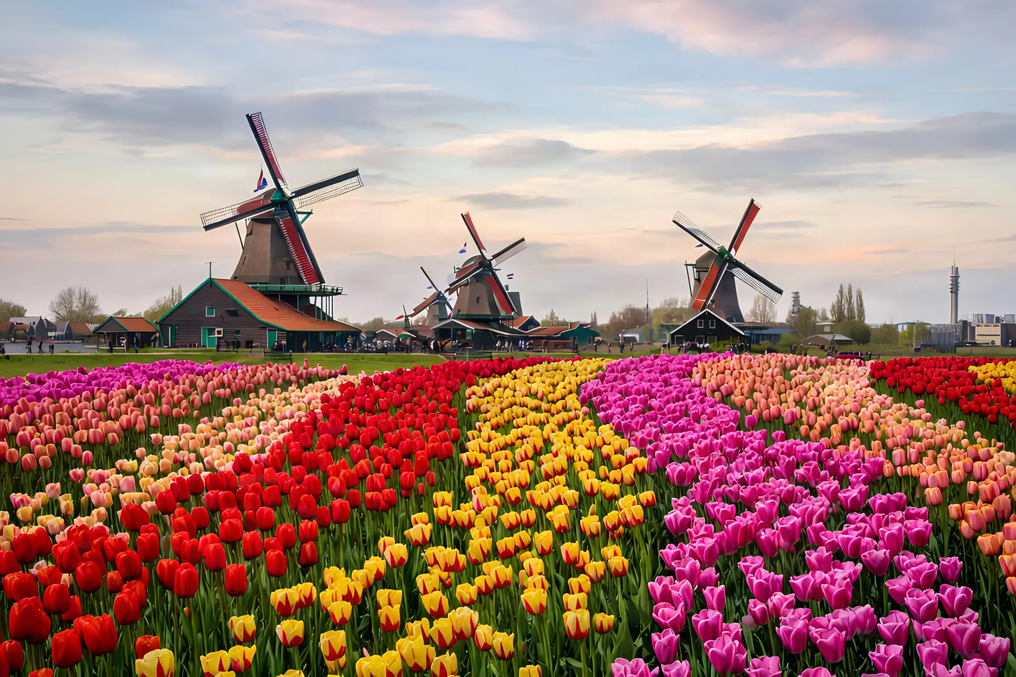 Windmills and tulip fields in the Netherlands