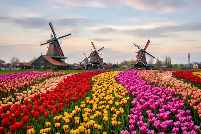 Windmills and tulip fields in the Netherlands