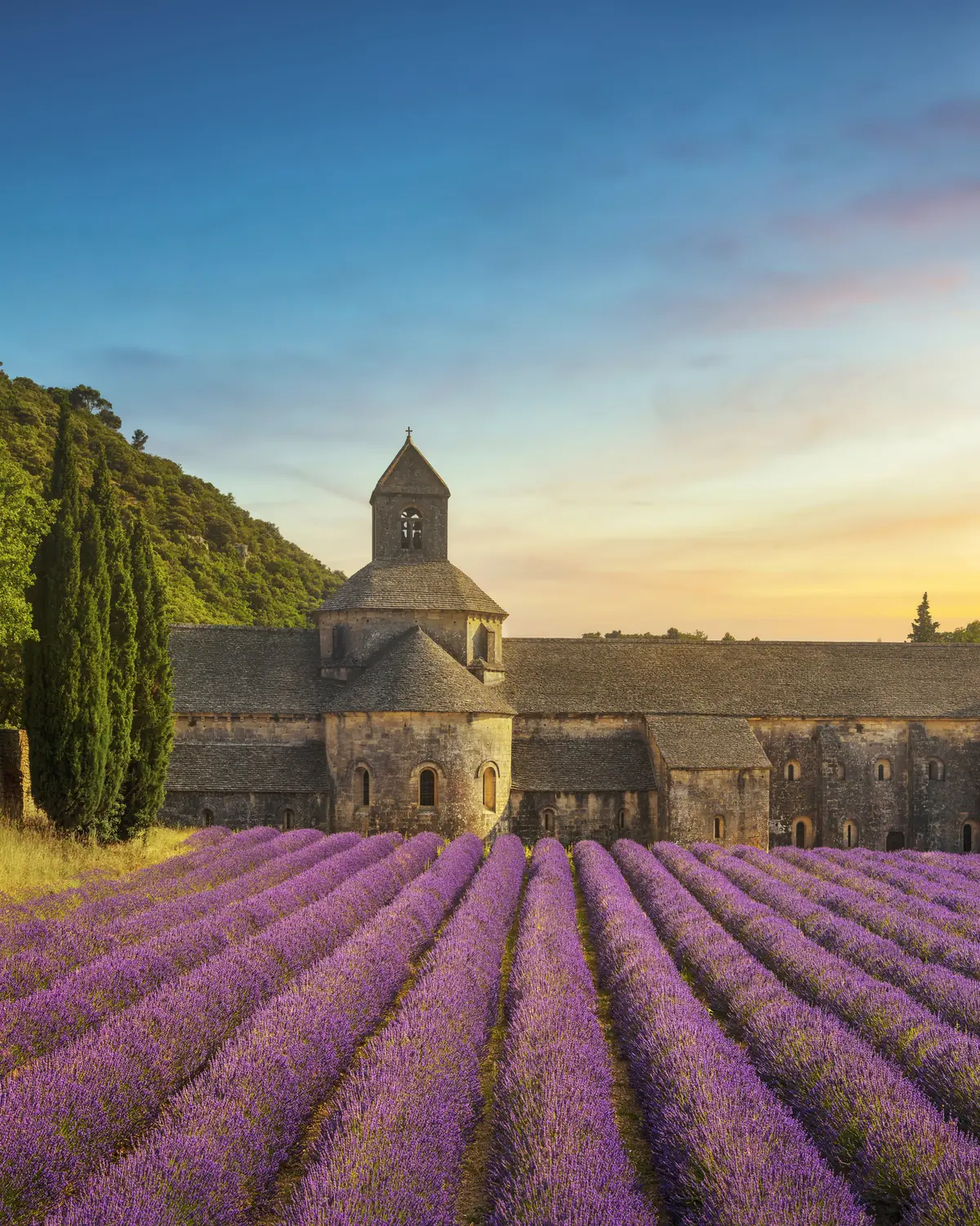 Sénanque Abbey behind rows of lavender in Provence